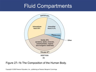 Copyright © 2009 Pearson Education, Inc., publishing as Pearson Benjamin Cummings
Fluid Compartments
Figure 27–1b The Composition of the Human Body.
 