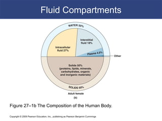 Copyright © 2009 Pearson Education, Inc., publishing as Pearson Benjamin Cummings
Fluid Compartments
Figure 27–1b The Composition of the Human Body.
 