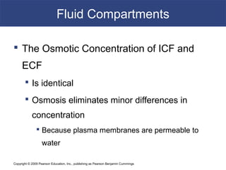 Copyright © 2009 Pearson Education, Inc., publishing as Pearson Benjamin Cummings
Fluid Compartments
 The Osmotic Concentration of ICF and
ECF
 Is identical
 Osmosis eliminates minor differences in
concentration
 Because plasma membranes are permeable to
water
 