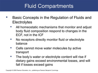 Copyright © 2009 Pearson Education, Inc., publishing as Pearson Benjamin Cummings
Fluid Compartments
 Basic Concepts in the Regulation of Fluids and
Electrolytes
 All homeostatic mechanisms that monitor and adjust
body fluid composition respond to changes in the
ECF, not in the ICF
 No receptors directly monitor fluid or electrolyte
balance
 Cells cannot move water molecules by active
transport
 The body’s water or electrolyte content will rise if
dietary gains exceed environmental losses, and will
fall if losses exceed gains
 