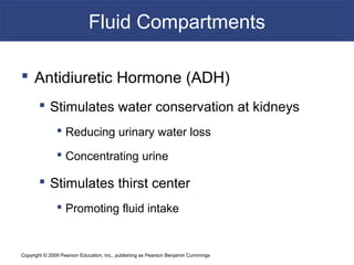 Copyright © 2009 Pearson Education, Inc., publishing as Pearson Benjamin Cummings
Fluid Compartments
 Antidiuretic Hormone (ADH)
 Stimulates water conservation at kidneys
 Reducing urinary water loss
 Concentrating urine
 Stimulates thirst center
 Promoting fluid intake
 
