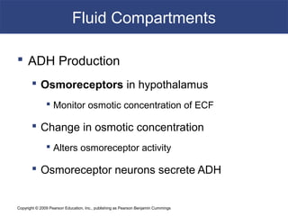 Copyright © 2009 Pearson Education, Inc., publishing as Pearson Benjamin Cummings
Fluid Compartments
 ADH Production
 Osmoreceptors in hypothalamus
 Monitor osmotic concentration of ECF
 Change in osmotic concentration
 Alters osmoreceptor activity
 Osmoreceptor neurons secrete ADH
 