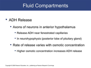 Copyright © 2009 Pearson Education, Inc., publishing as Pearson Benjamin Cummings
Fluid Compartments
 ADH Release
 Axons of neurons in anterior hypothalamus
 Release ADH near fenestrated capillaries
 In neurohypophysis (posterior lobe of pituitary gland)
 Rate of release varies with osmotic concentration
 Higher osmotic concentration increases ADH release
 