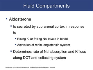 Copyright © 2009 Pearson Education, Inc., publishing as Pearson Benjamin Cummings
Fluid Compartments
 Aldosterone
 Is secreted by suprarenal cortex in response
to
 Rising K+
or falling Na+
levels in blood
 Activation of renin–angiotensin system
 Determines rate of Na+
absorption and K+
loss
along DCT and collecting system
 