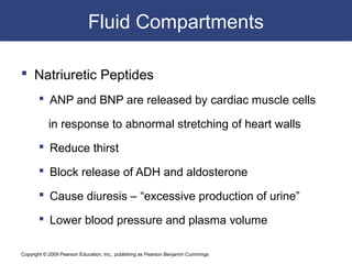 Copyright © 2009 Pearson Education, Inc., publishing as Pearson Benjamin Cummings
Fluid Compartments
 Natriuretic Peptides
 ANP and BNP are released by cardiac muscle cells
in response to abnormal stretching of heart walls
 Reduce thirst
 Block release of ADH and aldosterone
 Cause diuresis – “excessive production of urine”
 Lower blood pressure and plasma volume
 