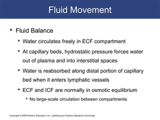 Copyright © 2009 Pearson Education, Inc., publishing as Pearson Benjamin Cummings
Fluid Movement
 Fluid Balance
 Water circulates freely in ECF compartment
 At capillary beds, hydrostatic pressure forces water
out of plasma and into interstitial spaces
 Water is reabsorbed along distal portion of capillary
bed when it enters lymphatic vessels
 ECF and ICF are normally in osmotic equilibrium
 No large-scale circulation between compartments
 