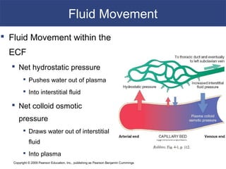Copyright © 2009 Pearson Education, Inc., publishing as Pearson Benjamin Cummings
Fluid Movement
 Fluid Movement within the
ECF
 Net hydrostatic pressure
 Pushes water out of plasma
 Into interstitial fluid
 Net colloid osmotic
pressure
 Draws water out of interstitial
fluid
 Into plasma
 