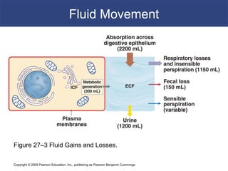Copyright © 2009 Pearson Education, Inc., publishing as Pearson Benjamin Cummings
Fluid Movement
Figure 27–3 Fluid Gains and Losses.
 
