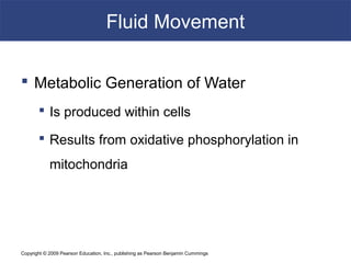Copyright © 2009 Pearson Education, Inc., publishing as Pearson Benjamin Cummings
Fluid Movement
 Metabolic Generation of Water
 Is produced within cells
 Results from oxidative phosphorylation in
mitochondria
 