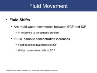 Copyright © 2009 Pearson Education, Inc., publishing as Pearson Benjamin Cummings
Fluid Movement
 Fluid Shifts
 Are rapid water movements between ECF and ICF
 In response to an osmotic gradient
 If ECF osmotic concentration increases
 Fluid becomes hypertonic to ICF
 Water moves from cells to ECF
 