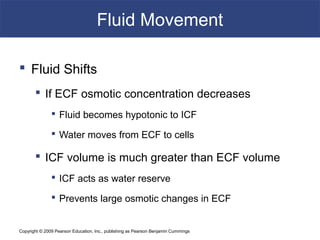 Copyright © 2009 Pearson Education, Inc., publishing as Pearson Benjamin Cummings
Fluid Movement
 Fluid Shifts
 If ECF osmotic concentration decreases
 Fluid becomes hypotonic to ICF
 Water moves from ECF to cells
 ICF volume is much greater than ECF volume
 ICF acts as water reserve
 Prevents large osmotic changes in ECF
 