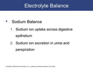 Copyright © 2009 Pearson Education, Inc., publishing as Pearson Benjamin Cummings
Electrolyte Balance
 Sodium Balance
1. Sodium ion uptake across digestive
epithelium
2. Sodium ion excretion in urine and
perspiration
 