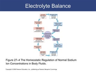 Copyright © 2009 Pearson Education, Inc., publishing as Pearson Benjamin Cummings
Electrolyte Balance
Figure 27–4 The Homeostatic Regulation of Normal Sodium
Ion Concentrations in Body Fluids.
 