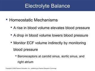 Copyright © 2009 Pearson Education, Inc., publishing as Pearson Benjamin Cummings
Electrolyte Balance
 Homeostatic Mechanisms
 A rise in blood volume elevates blood pressure
 A drop in blood volume lowers blood pressure
 Monitor ECF volume indirectly by monitoring
blood pressure
 Baroreceptors at carotid sinus, aortic sinus, and
right atrium
 