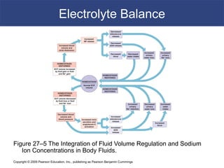 Copyright © 2009 Pearson Education, Inc., publishing as Pearson Benjamin Cummings
Electrolyte Balance
Figure 27–5 The Integration of Fluid Volume Regulation and Sodium
Ion Concentrations in Body Fluids.
 