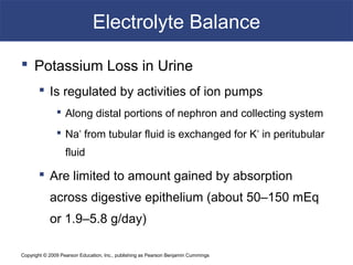 Copyright © 2009 Pearson Education, Inc., publishing as Pearson Benjamin Cummings
Electrolyte Balance
 Potassium Loss in Urine
 Is regulated by activities of ion pumps
 Along distal portions of nephron and collecting system
 Na+
from tubular fluid is exchanged for K+
in peritubular
fluid
 Are limited to amount gained by absorption
across digestive epithelium (about 50–150 mEq
or 1.9–5.8 g/day)
 