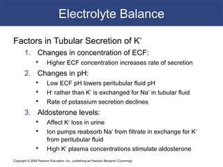 Copyright © 2009 Pearson Education, Inc., publishing as Pearson Benjamin Cummings
Electrolyte Balance
Factors in Tubular Secretion of K+
1. Changes in concentration of ECF:
 Higher ECF concentration increases rate of secretion
2. Changes in pH:
 Low ECF pH lowers peritubular fluid pH
 H+
rather than K+
is exchanged for Na+
in tubular fluid
 Rate of potassium secretion declines
3. Aldosterone levels:
 Affect K+
loss in urine
 Ion pumps reabsorb Na+
from filtrate in exchange for K+
from peritubular fluid
 High K+
plasma concentrations stimulate aldosterone
 