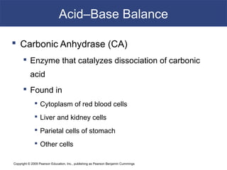 Copyright © 2009 Pearson Education, Inc., publishing as Pearson Benjamin Cummings
Acid–Base Balance
 Carbonic Anhydrase (CA)
 Enzyme that catalyzes dissociation of carbonic
acid
 Found in
 Cytoplasm of red blood cells
 Liver and kidney cells
 Parietal cells of stomach
 Other cells
 