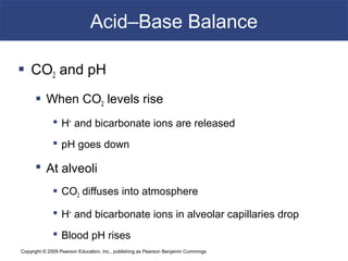 Copyright © 2009 Pearson Education, Inc., publishing as Pearson Benjamin Cummings
Acid–Base Balance
 CO2 and pH
 When CO2 levels rise
 H+
and bicarbonate ions are released
 pH goes down
 At alveoli
 CO2 diffuses into atmosphere
 H+
and bicarbonate ions in alveolar capillaries drop
 Blood pH rises
 