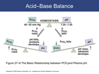 Copyright © 2009 Pearson Education, Inc., publishing as Pearson Benjamin Cummings
Acid–Base Balance
Figure 27–6 The Basic Relationship between PCO2and Plasma pH.
 