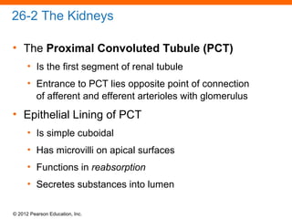 Pct Cd Function 169 Ch 26_lecture_presentation | PPT