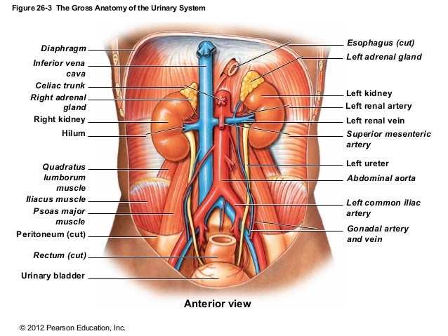 169 Ch 26_lecture_presentation