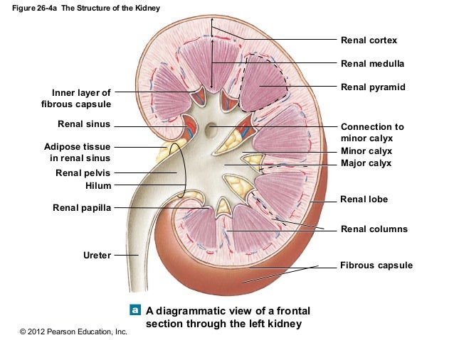 169 Ch 26_lecture_presentation