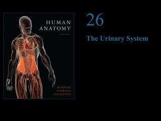 © 2012 Pearson Education, Inc. 
26 
The Urinary System 
PowerPoint® Lecture Presentations prepared by 
Steven Bassett 
Southeast Community College 
Lincoln, Nebraska 
 