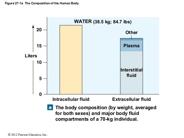of lymph composition lecture 169 27 presentation Ch