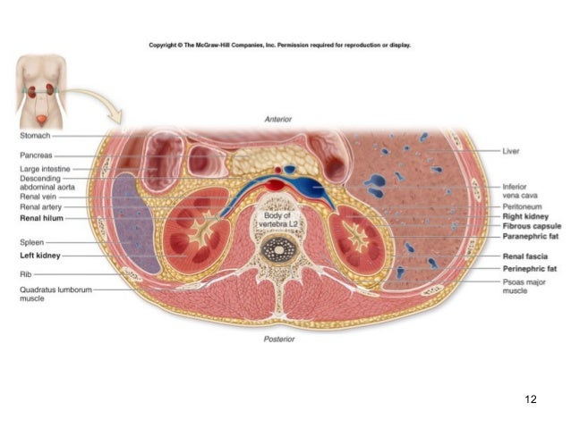 Urinary system ------(Physiology)