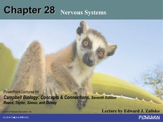 © 2012 Pearson Education, Inc. Lecture by Edward J. Zalisko
PowerPoint Lectures for
Campbell Biology: Concepts & Connections, Seventh Edition
Reece, Taylor, Simon, and Dickey
Chapter 28Chapter 28 Nervous Systems
 