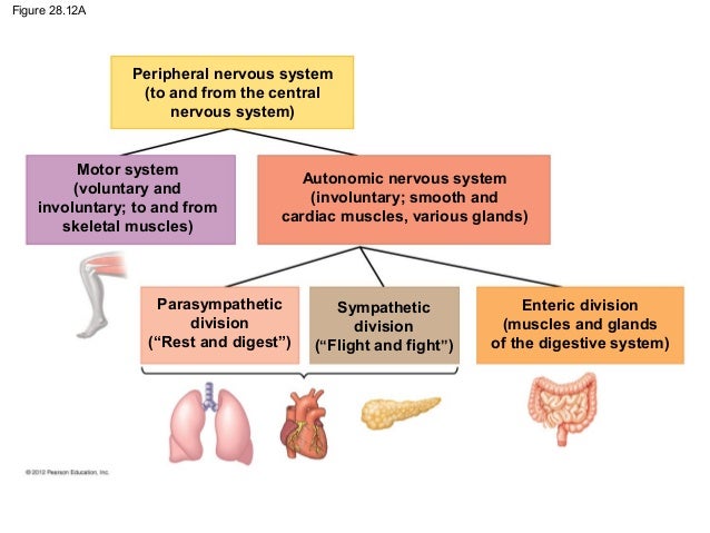Ch28&29 notes Nervous system and the eye