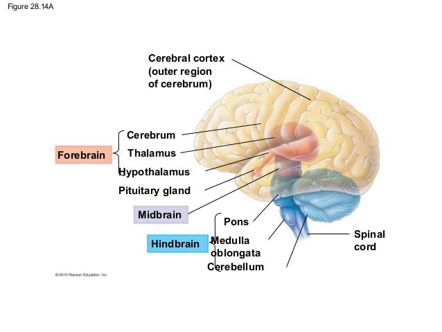 Ch28&29 notes Nervous system and the eye