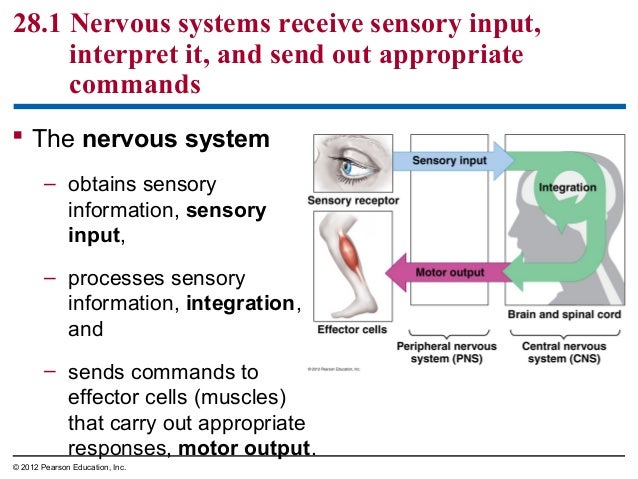 Ch28&29 notes Nervous system and the eye