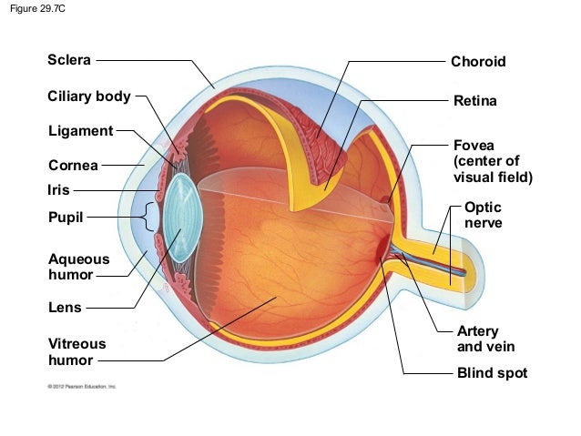 Ch28&29 notes Nervous system and the eye
