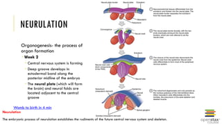 Anatomy of Human development_and_inheritance.pptx