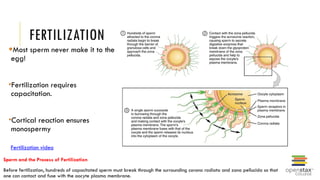 Capacitation Process Anatomy of Human development_and_inheritance.pptx