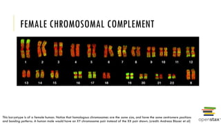 Anatomy of Human development_and_inheritance.pptx
