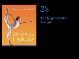© 2012 Pearson Education, Inc.
PowerPoint®
Lecture Presentations prepared by
Jason LaPres
Lone Star College—North Harris
28
The Reproductive
System
 