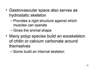 • Gastrovascular space also serves as
hydrostatic skeleton
– Provides a rigid structure against which
muscles can operate
– Gives the animal shape
• Many polyp species build an exoskeleton
of chitin or calcium carbonate around
themselves
– Some build an internal skeleton
10
 