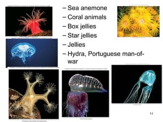 – Sea anemone
– Coral animals
– Box jellies
– Star jellies
– Jellies
– Hydra, Portuguese man-of-
war
11
 