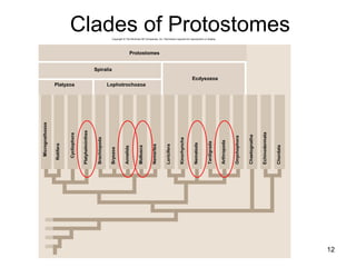 Clades of Protostomes
12
Brachiopoda
Platyhelminthes
Cycliophora
Rotifera
Micrognathozoa
Bryozoa
Annelida
Mollusca
Nemertea
Loricifera
Kinorhyncha
Nematoda
Tardigrada
Arthropoda
Onychophora
Chaetognatha
Echinodermata
Chordata
Copyright © The McGraw-Hill Companies, Inc. Permission required for reproduction or display.
Protostomes
Spiralia
Ecdysozoa
LophotrochozoaPlatyzoa
 