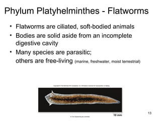 • Flatworms are ciliated, soft-bodied animals
• Bodies are solid aside from an incomplete
digestive cavity
• Many species are parasitic;
others are free-living (marine, freshwater, moist terrestrial)
13
Phylum Platyhelminthes - Flatworms
10 mm
Copyright © The McGraw-Hill Companies, Inc. Permission required for reproduction or display.
© Tom Adams/Visuals Unlimited
 