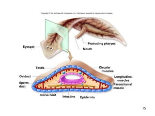 15
Copyright © The McGraw-Hill Companies, Inc. Permission required for reproduction or display.
Eyespot
Protruding pharynx
Mouth
Testis
Oviduct
Sperm
duct
Circular
muscles
Longitudinal
muscles
Parenchymal
muscle
Epidermis
Nerve cord
Intestine
 