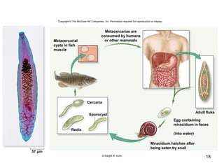 18
Copyright © The McGraw-Hill Companies, Inc. Permission required for reproduction or display.
Metacercarial
cysts in fish
muscle
Metacercariae are
consumed by humans
or other mammals
Adult fluke
Miracidium hatches after
being eaten by snail
Liver
Bile
duct
Egg containing
miracidium in feces
(into water)
Cercaria
Sporocyst
Redia
57 µm
© Dwight R. Kuhn
 