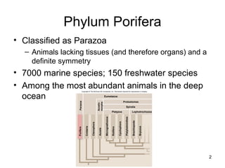 Phylum Porifera
• Classified as Parazoa
– Animals lacking tissues (and therefore organs) and a
definite symmetry
• 7000 marine species; 150 freshwater species
• Among the most abundant animals in the deep
ocean
2
Eumetazoa
Protostomes
Spiralia
LophotrochozoaPlatyzoa
Parazoa
Acoelo-
morpha
Porifera
Cnidaria
Ctenophora
Acoela
Micrognathozoa
Rotifera
Cycliophora
Platyhelminthes
Brachiopoda
Bryozoa
Copyright © The McGraw-Hill Companies, Inc. Permission required for reproduction or display.
 