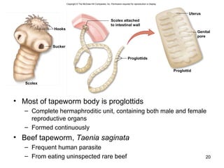 • Most of tapeworm body is proglottids
– Complete hermaphroditic unit, containing both male and female
reproductive organs
– Formed continuously
• Beef tapeworm, Taenia saginata
– Frequent human parasite
– From eating uninspected rare beef 20
Scolex
Hooks
Sucker
Proglottids
Scolex attached
to intestinal wall
Uterus
Proglottid
Genital
pore
Copyright © The McGraw-Hill Companies, Inc. Permission required for reproduction or display.
 