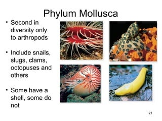 Phylum Mollusca
21
• Second in
diversity only
to arthropods
• Include snails,
slugs, clams,
octopuses and
others
• Some have a
shell, some do
not
 
