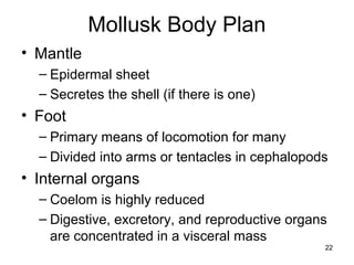 Mollusk Body Plan
• Mantle
– Epidermal sheet
– Secretes the shell (if there is one)
• Foot
– Primary means of locomotion for many
– Divided into arms or tentacles in cephalopods
• Internal organs
– Coelom is highly reduced
– Digestive, excretory, and reproductive organs
are concentrated in a visceral mass
22
 