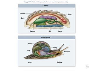 23
Copyright © The McGraw-Hill Companies, Inc. Permission required for reproduction or display.
Radula
Gut
Lung
Foot
Gastropods
Shell
Antenna
Radula
Mantle
Gut
Shell
Gill Foot
Chitons
 